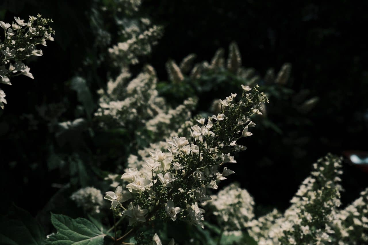 White flowers.