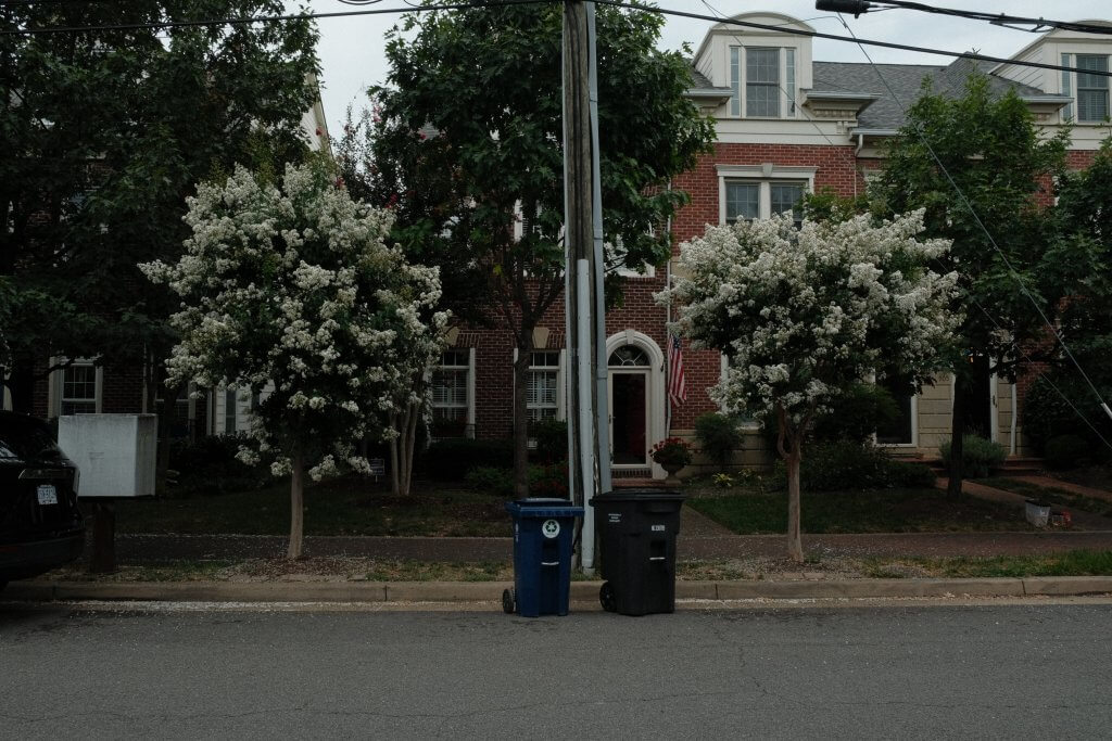 Two trees with white flowers on the side of the street.