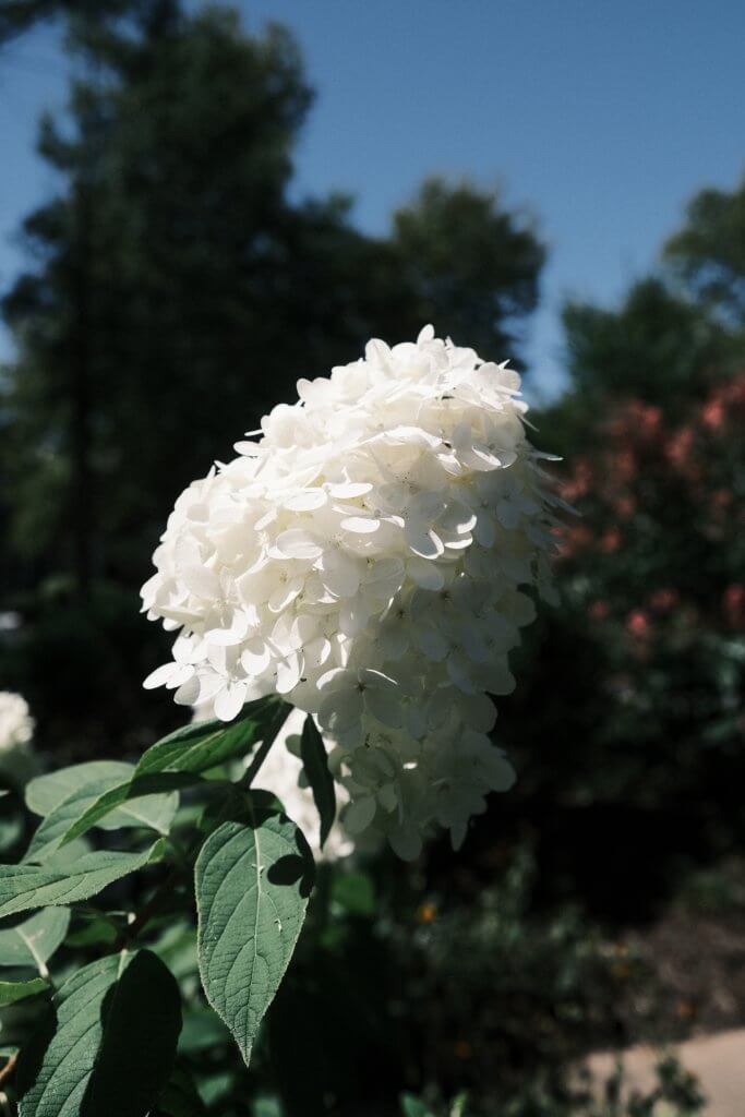 A large white flower.