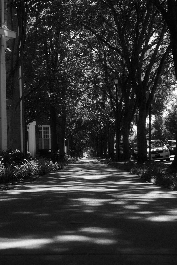 A sidewalk shaded by trees.