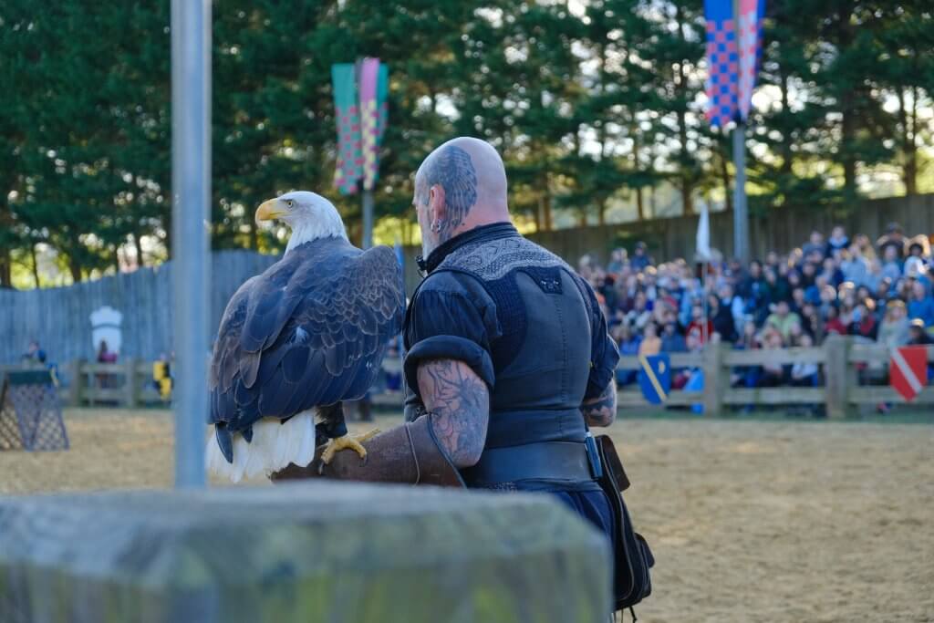 A falconer holding a Bald Eagle.